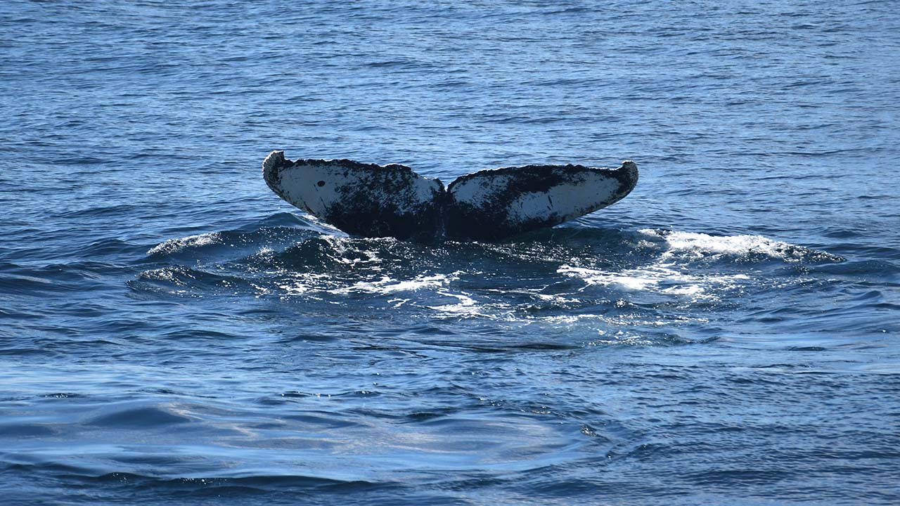 Ask a New England Aquarium Whale Watch Naturalist