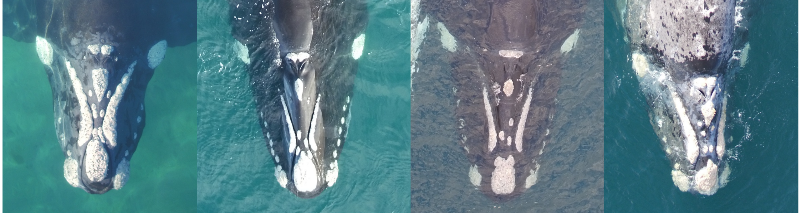 Uso de la ciencia ciudadana para identificar ballenas francas australes en la Patagonia – Acuario de Nueva Inglaterra