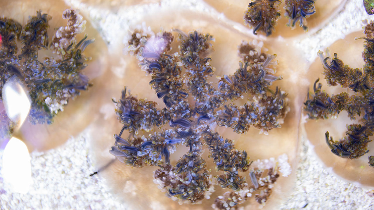 Close-up of upside-down jellies in a marine environment, displaying intricate textures and floral patterns.