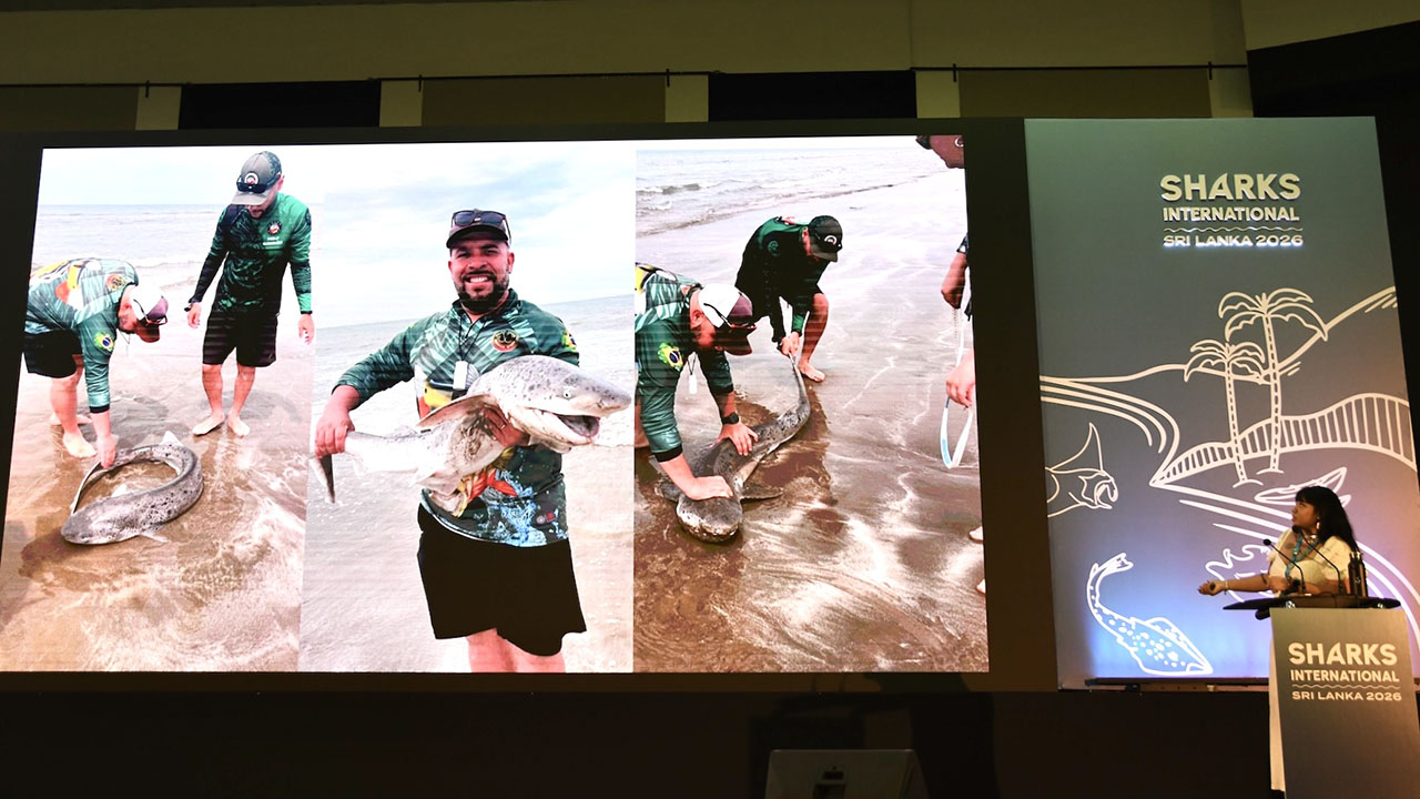 A person on a stage at a podium sharing a presentation on a large screen, showing photos of people holding sharks