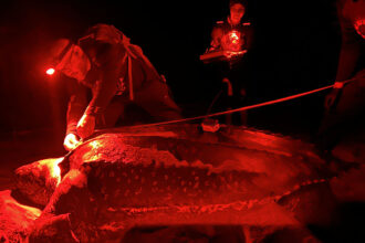 Staff from Amigos de las Tortugas Marinas measure a nesting leatherback turtle in Maunabo, Puerto Rico