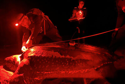 Staff from Amigos de las Tortugas Marinas measure a nesting leatherback turtle in Maunabo, Puerto Rico