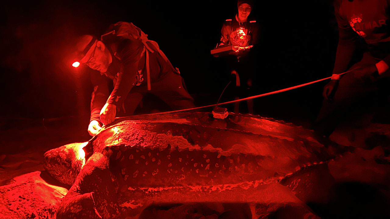 Staff from Amigos de las Tortugas Marinas measure a nesting leatherback turtle in Maunabo, Puerto Rico