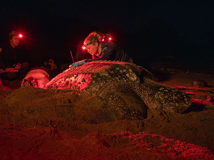 researchers tagging a leatherback sea turtle in Puerto Rico