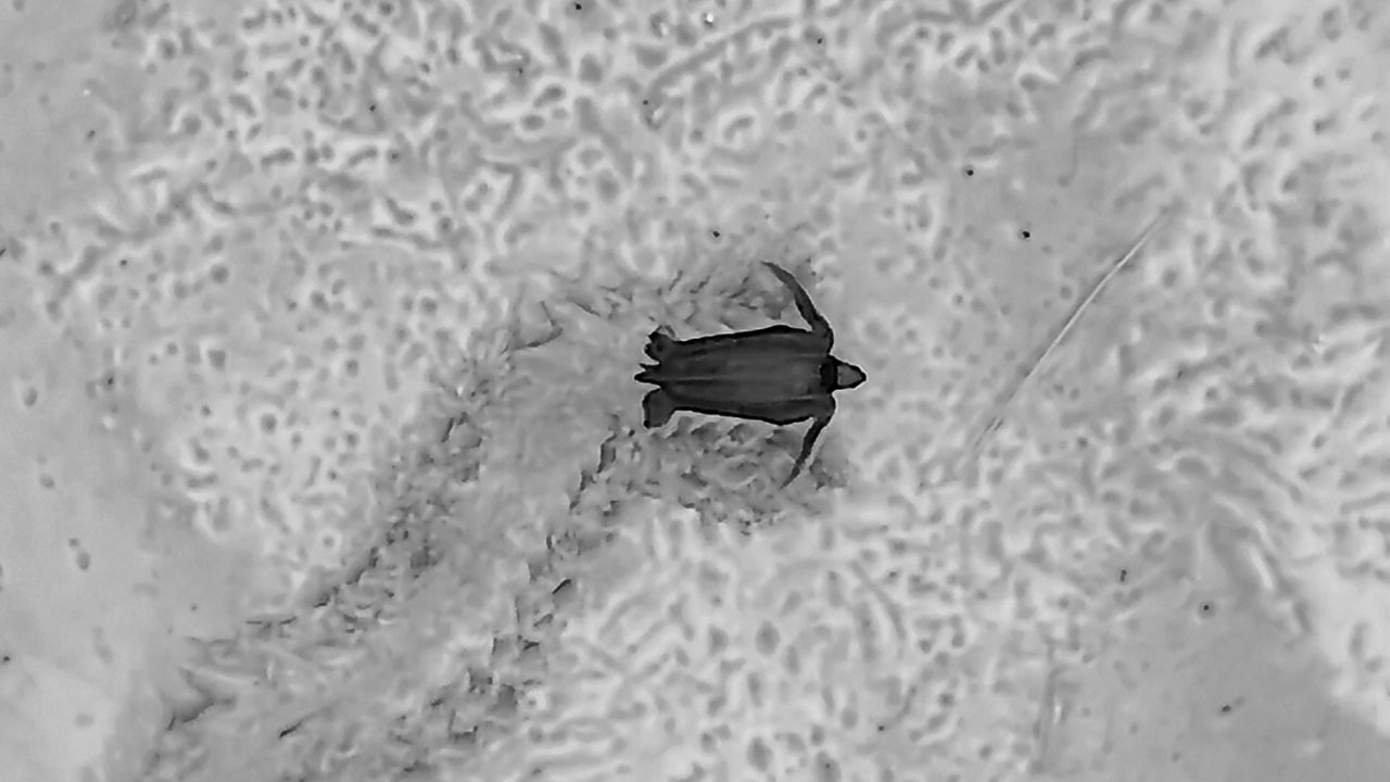 A black and white thermal drone image of a leatherback sea turtle in the sand