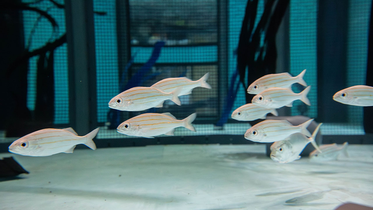 A school of smallmouth grunts in an aquarium setting