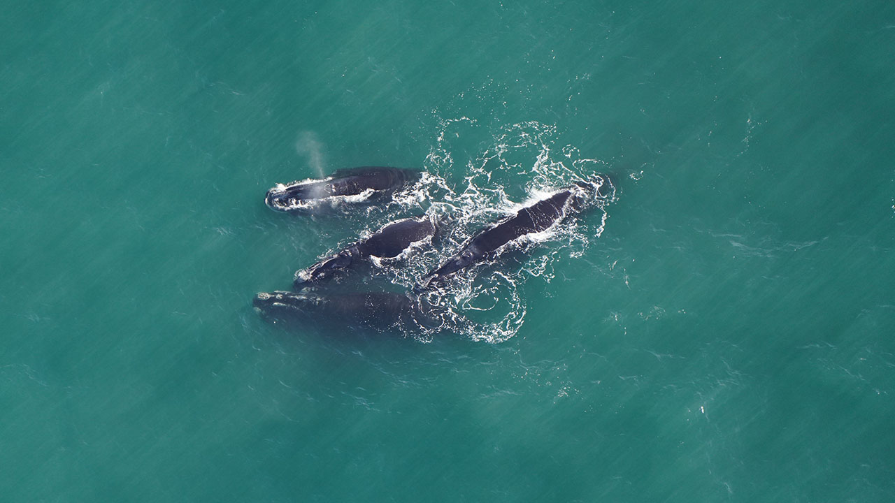 Four dark-colored right whales swimming in turquoise water, creating ripples and small spray as they move.