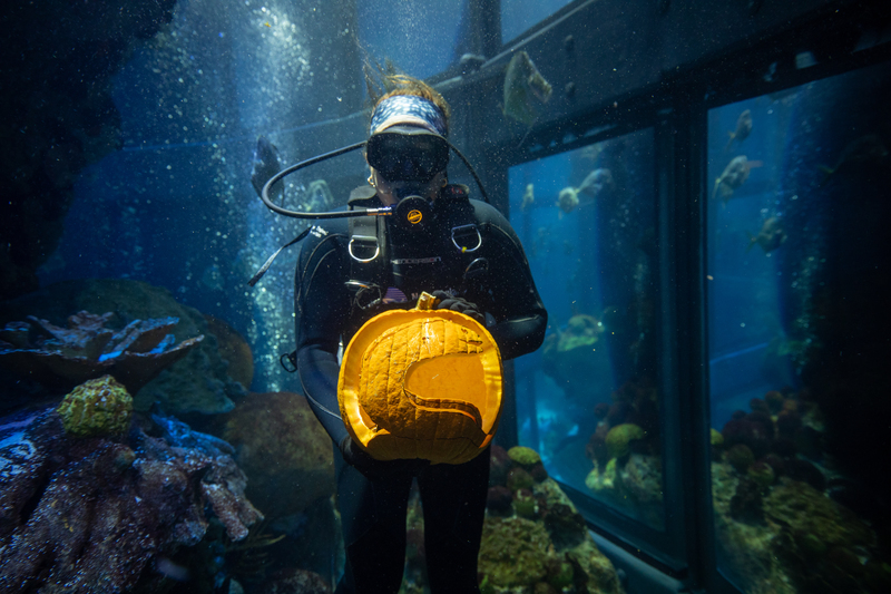 An Aquarium diver holds a carved pumpkin in the Giant Ocean Tank