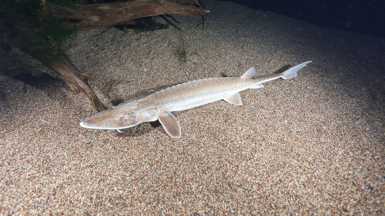 A shovelnose sturgeon in an Aquarium setting