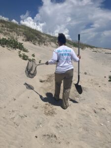 Sea turtle patrol worker holding a shovel and mesh net on a sandy beach beside grassy dunes.