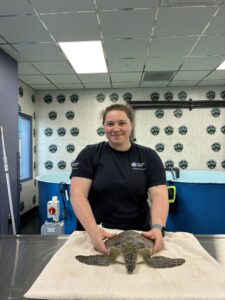 A person holds a sea turtle on a towel-covered table inside a Sea Turtle Inc. aquatic-care facility.