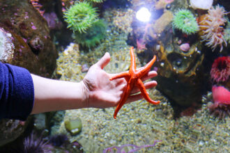 A person holding a red sea star over the water, where you can see colorful anemones below