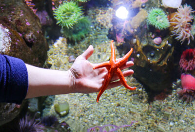 A person holding a red sea star over the water, where you can see colorful anemones below