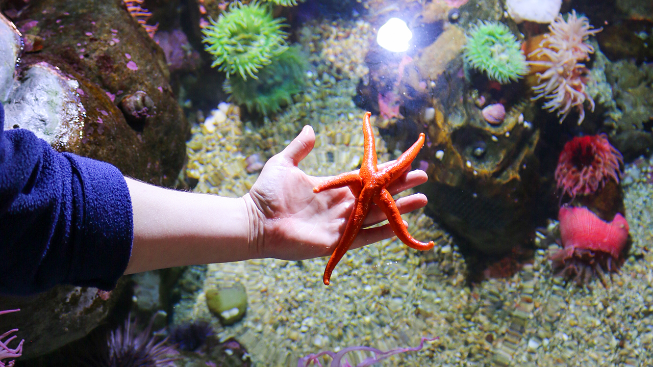 A person holding a red sea star over the water, where you can see colorful anemones below