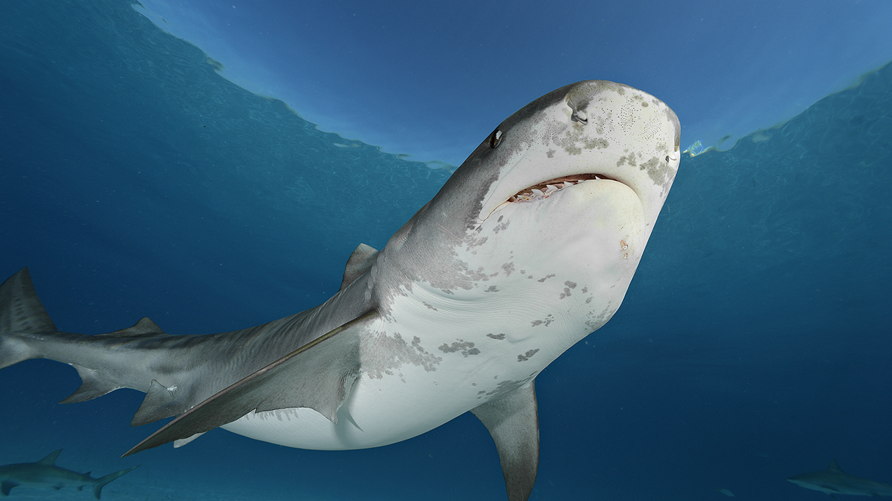 A tiger shark swimming in blue water