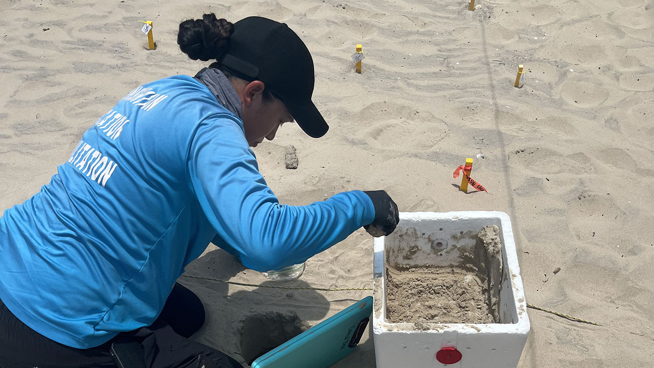 Person in blue shirt kneeling beside an open foam container of sand at a marked sandy field site.