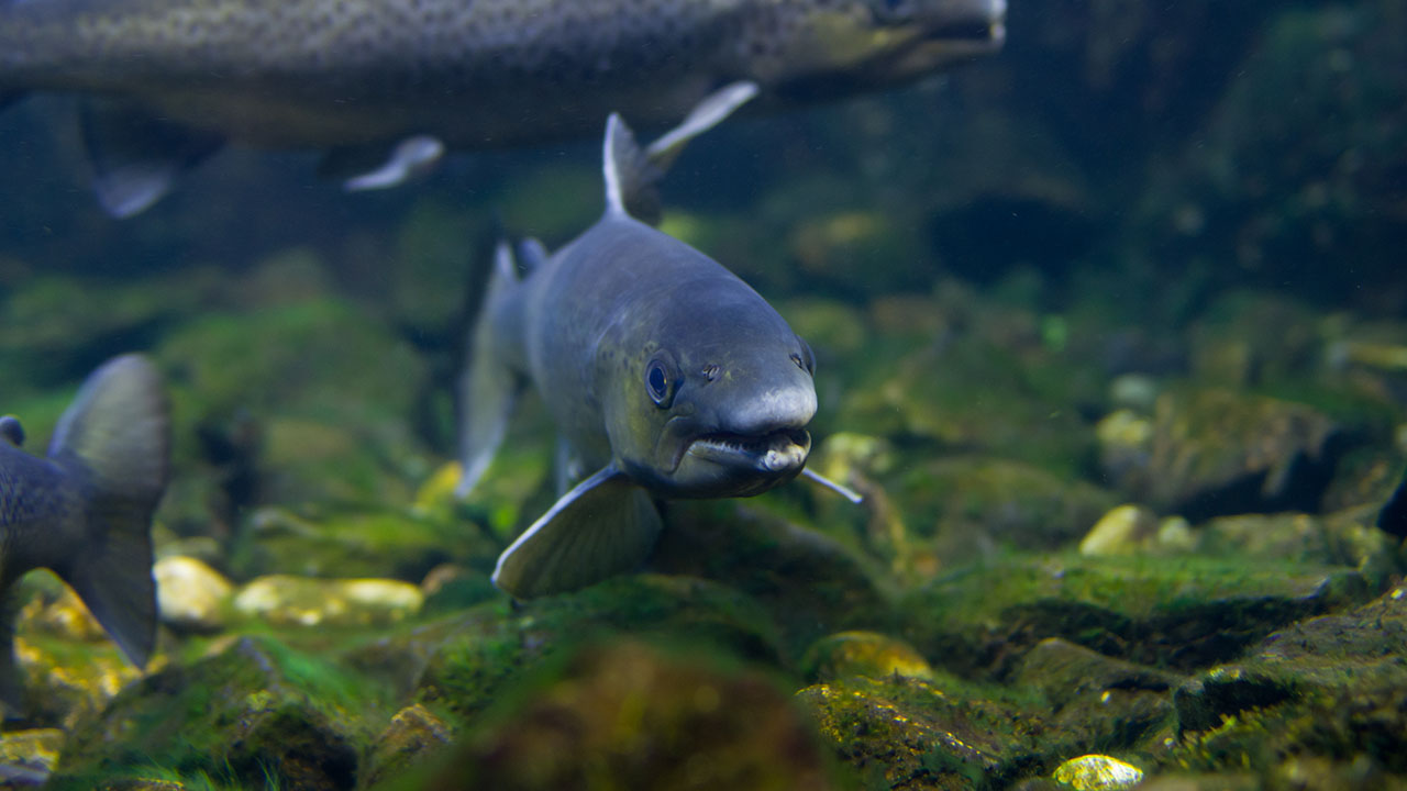 An Atlantic salmon in an aquarium setting with other fishes