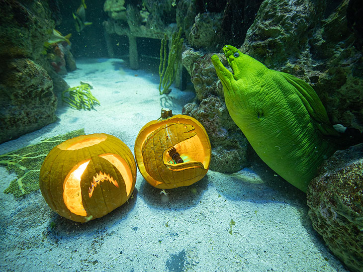 Pumpkins in the Giant Ocean Tank near Thomas the green moray eel
