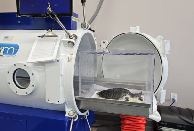 A Novel Treatment for Brain Injury Gives a Sea Turtle a Second Chance