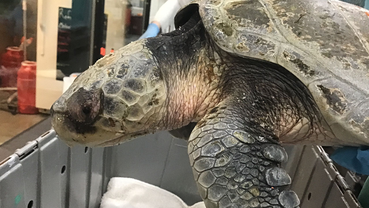 An injured Kemp's ridley sea turtle in a hospital setting