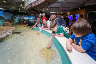 Visitors, including children, reach into an aquarium touch pool to interact with rays.