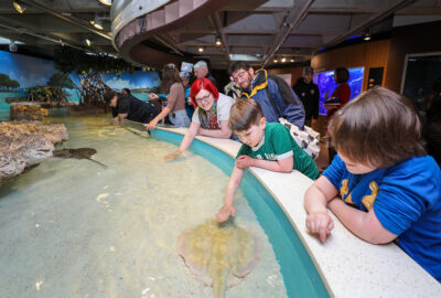 Visitors, including children, reach into an aquarium touch pool to interact with rays.