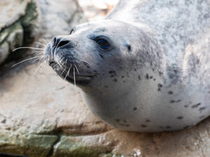 Cayenne, the Atlantic harbor seal with black spotted pattern along her fur