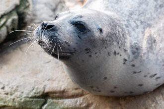 Cayenne, the Atlantic harbor seal with black spotted pattern along her fur