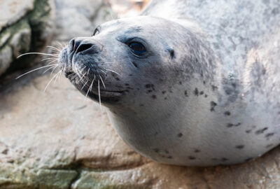 Cayenne, the Atlantic harbor seal with black spotted pattern along her fur