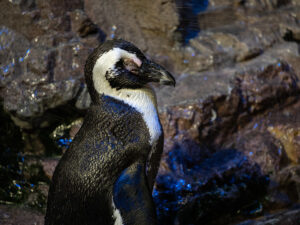 Good Hope, the African penguin, rests on a boulder at the Aquarium