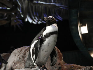 Harlequin the African penguin stands on top of a boulder at the Aquarium