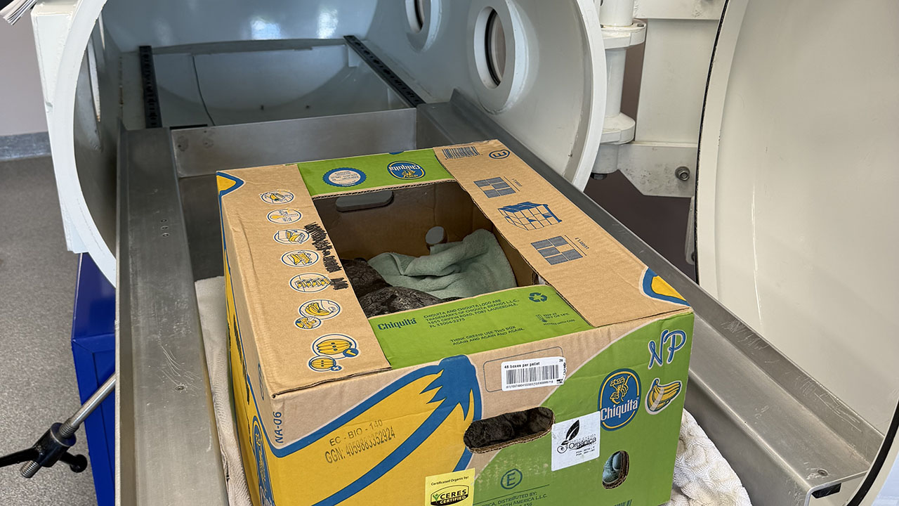 A sea turtle in a banana box in a veterinary setting
