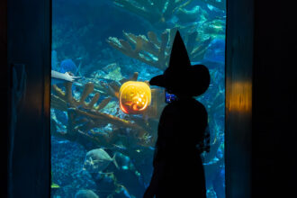 A guest in a witch costume visits the Aquarium during Halloween and is looking at a pumpkin in the GOT
