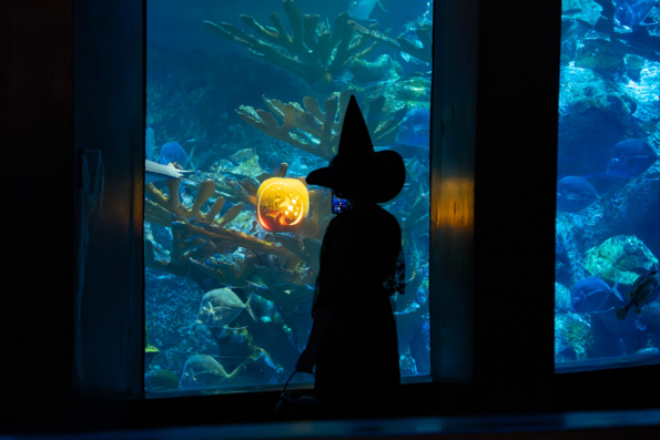 Sunken Pumpkins