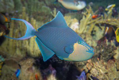 Large blue-green reef fish with a forked tail swimming in front of coral and aquarium plants.