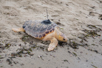 Sea turtle with a tracking device on its shell resting on a sandy beach.