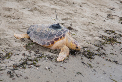 Sea turtle with a tracking device on its shell resting on a sandy beach.