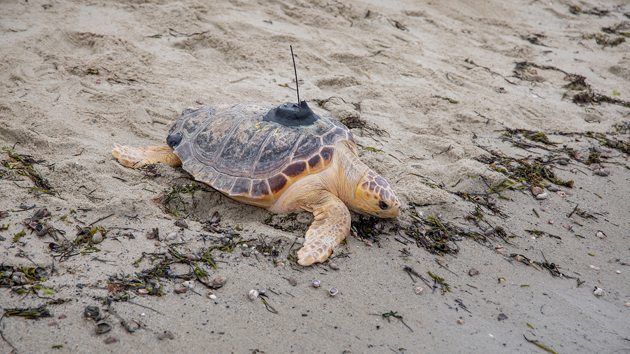 Sea turtle with a tracking device on its shell resting on a sandy beach.