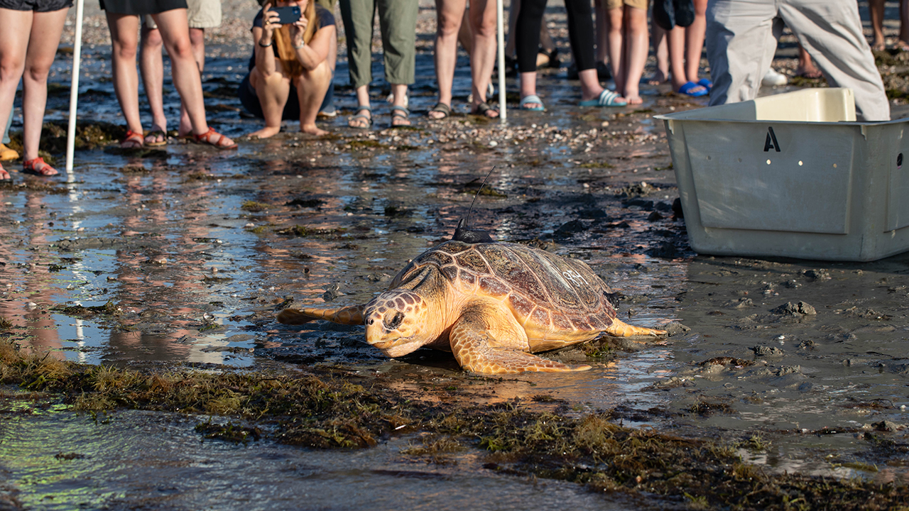 Sea turtle resting on a muddy shoreline as people watch nearby